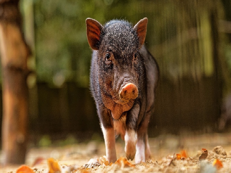 <strong>兰州试管男方喝啤酒（卵试管堵塞症状）</strong>